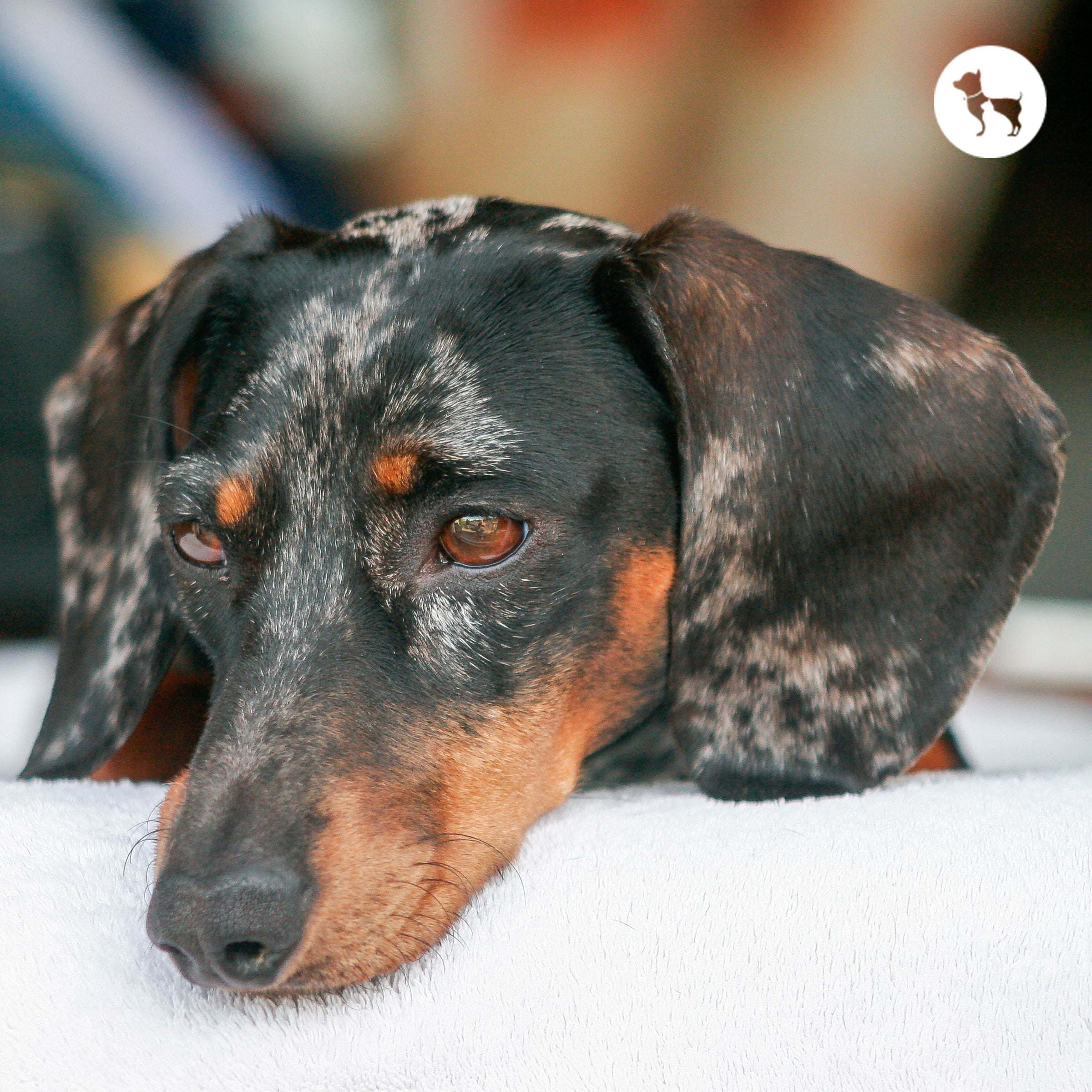 Dog Eye & Ear Health: When to Worry and What to Do