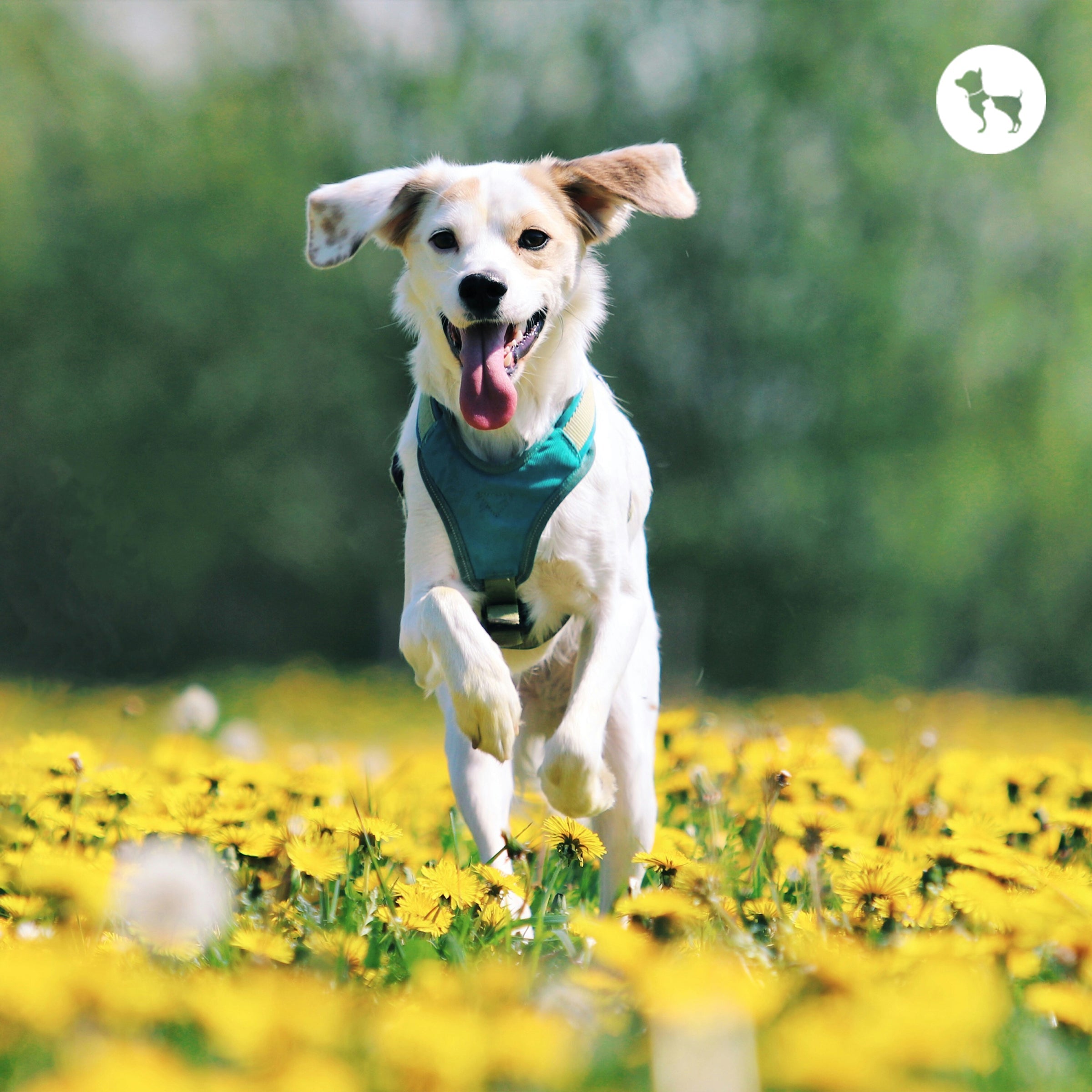 Dog Neutering & Spaying in India