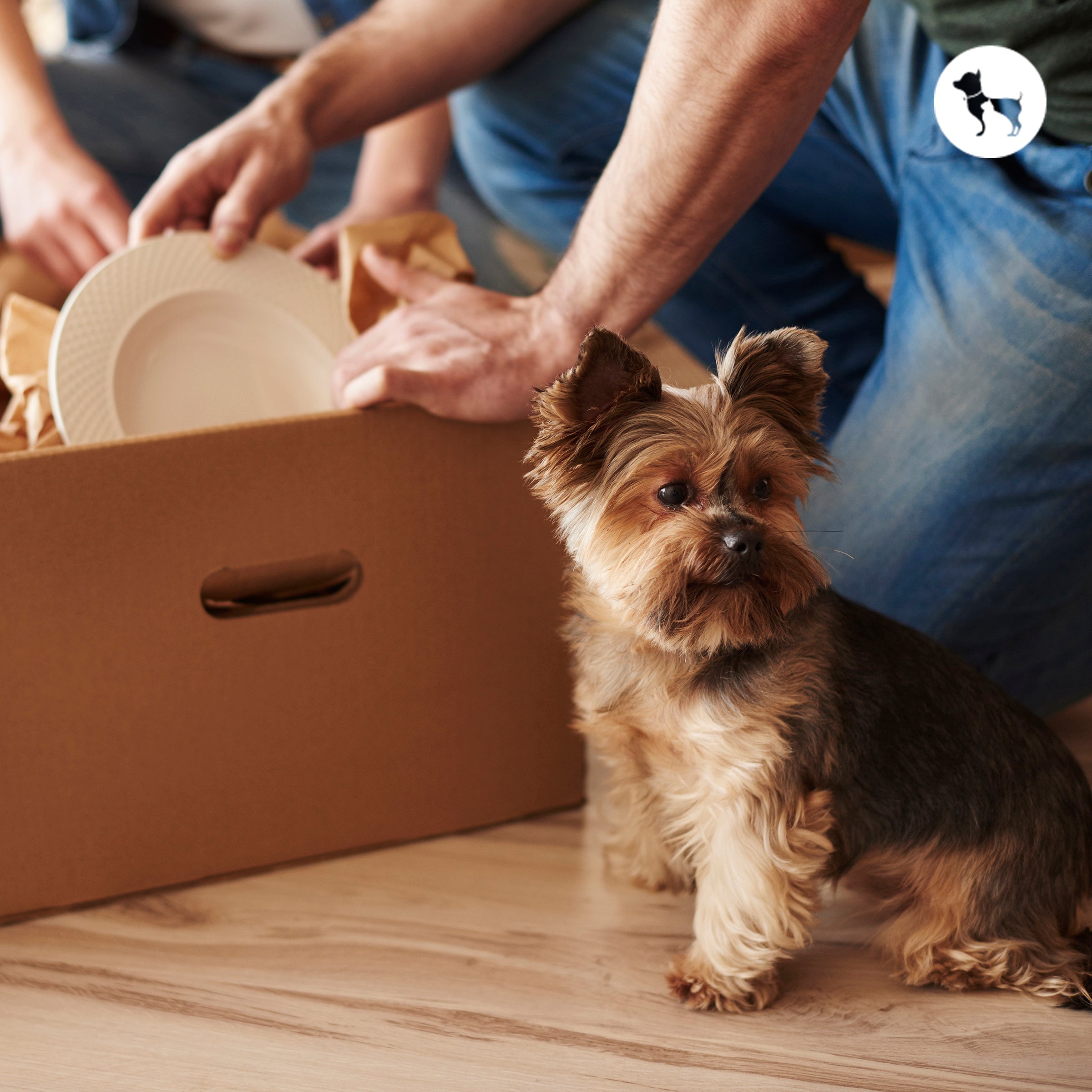 Eco-Friendly Pet Products in India
