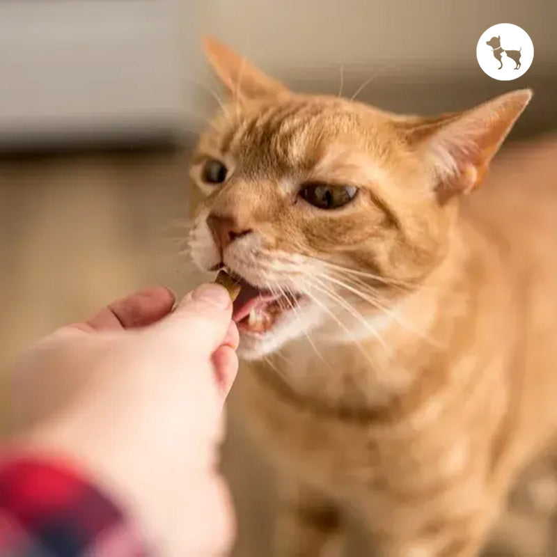 How Many Treats Should You Give Your Cat Daily? A Complete Guide