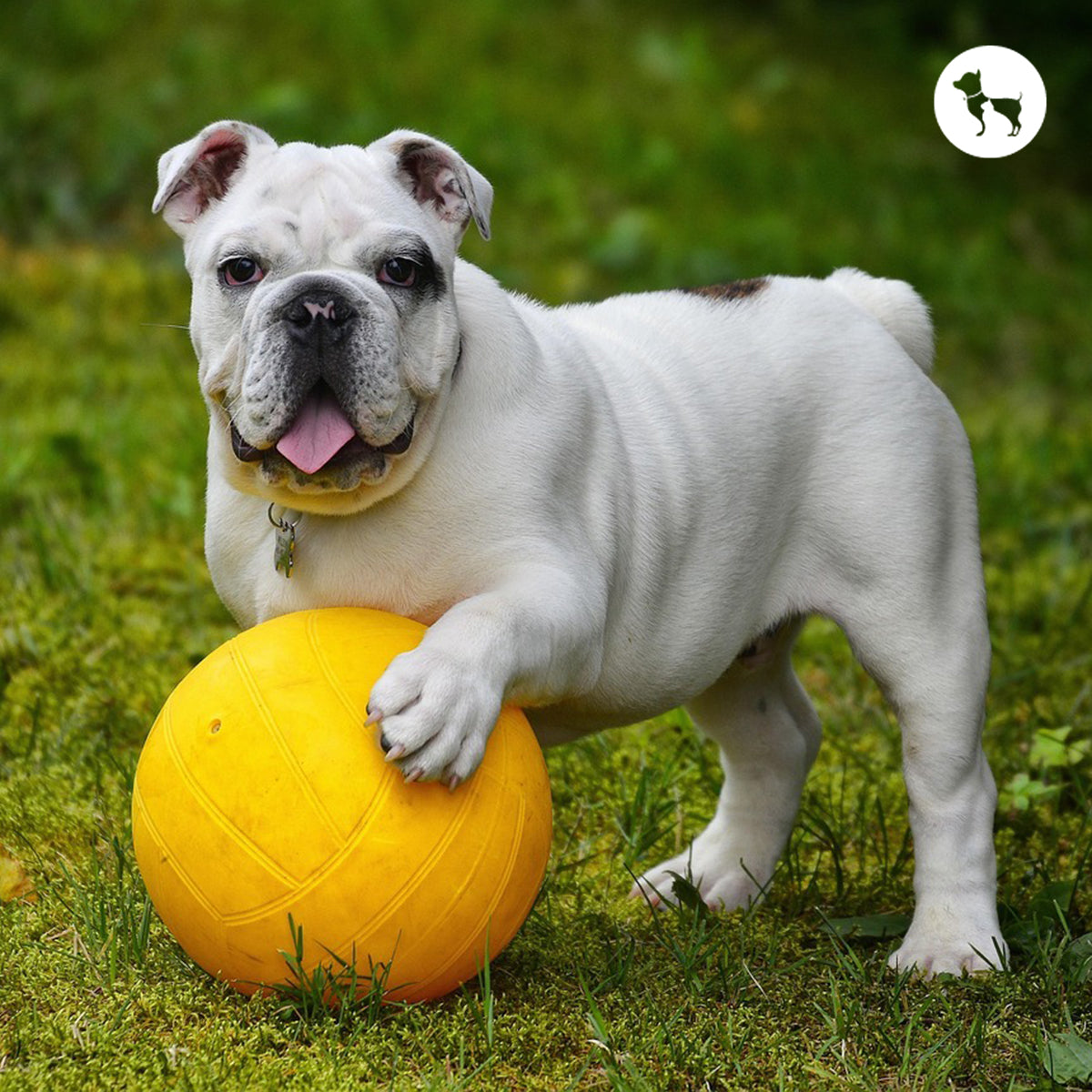 Hypoallergenic Dog Breeds for Indian Homes