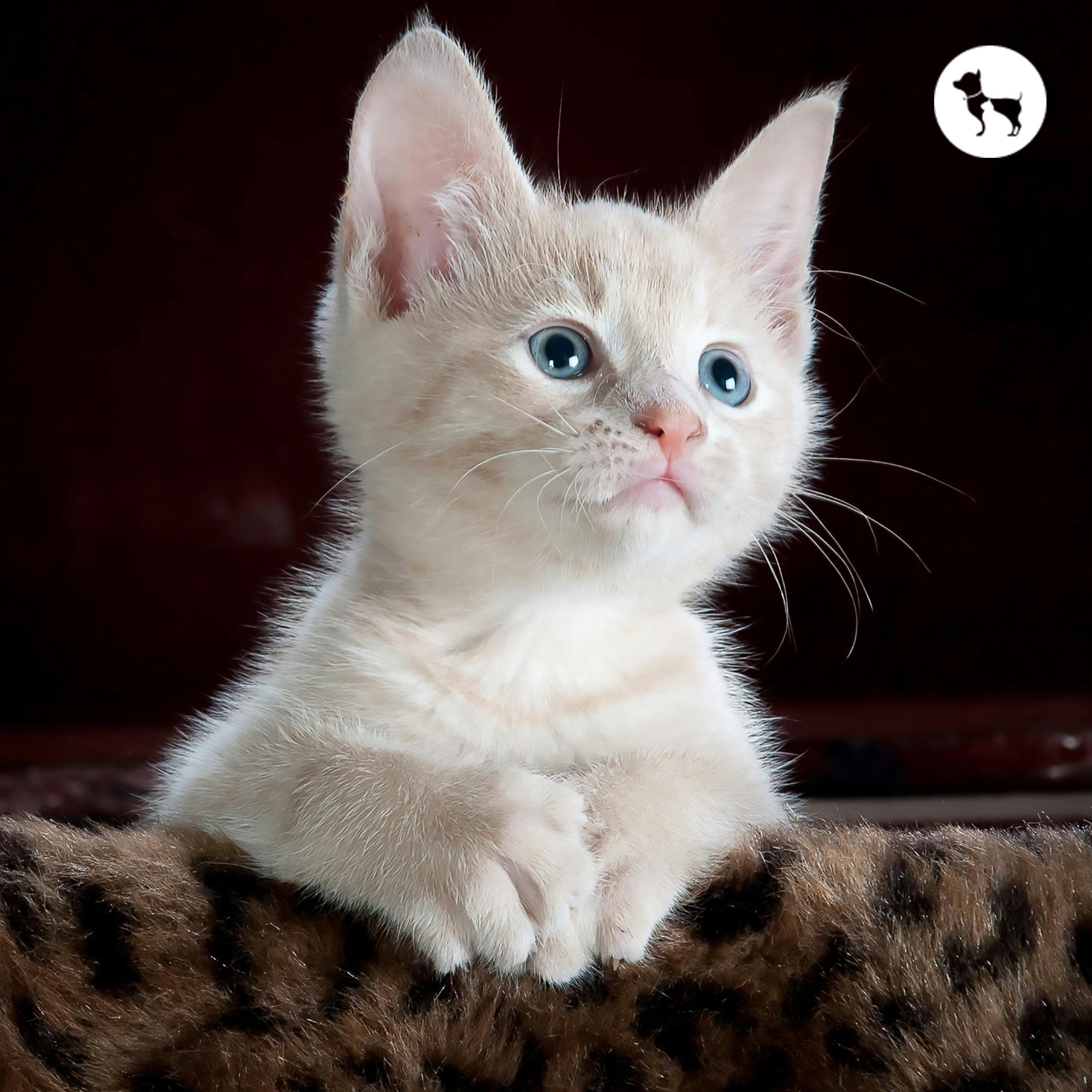 Kitten Care Week by Week