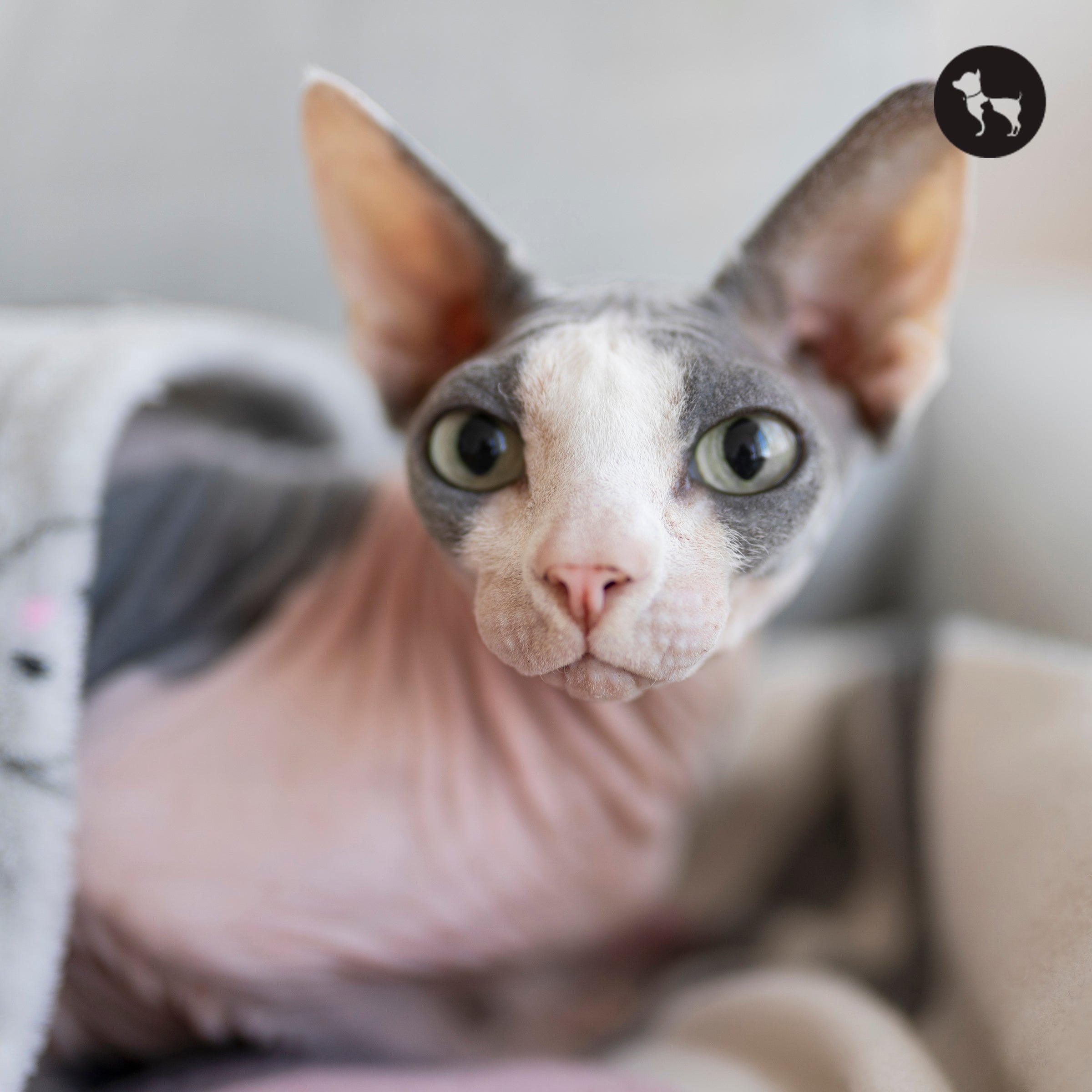 Sphynx Cat Breed