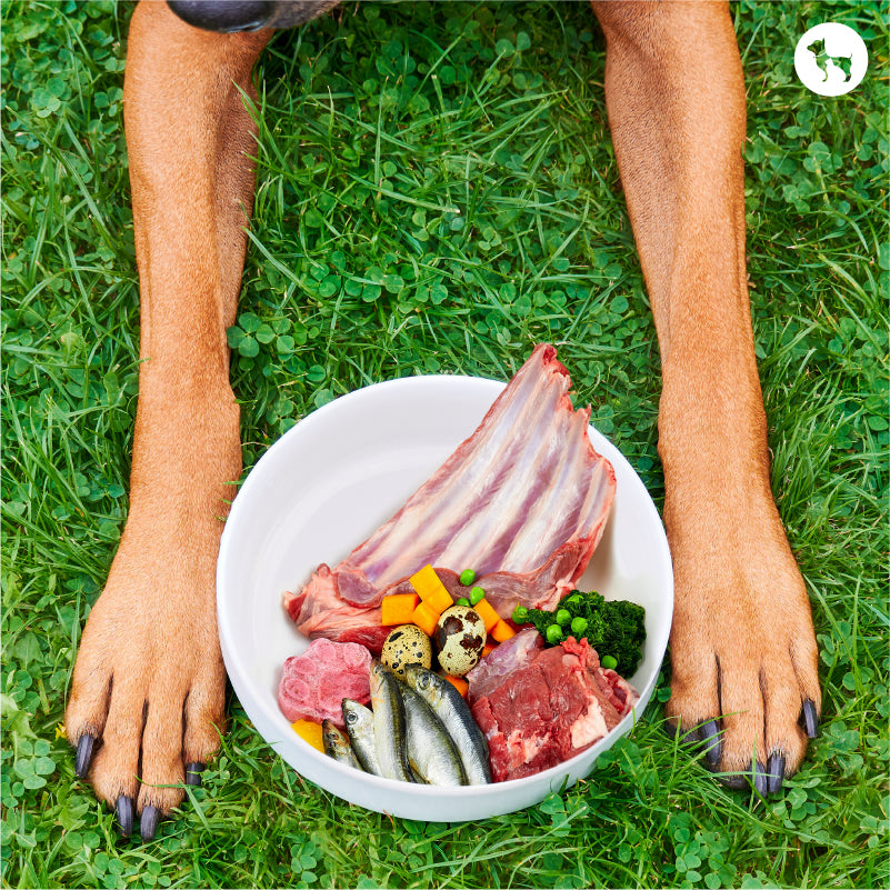 Are Fresh Foods the Best Choice for Winter Feeding of Your Dogs?