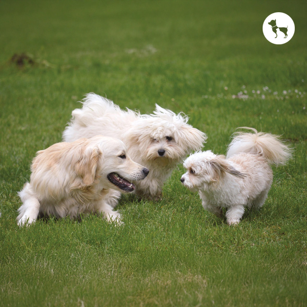 Best Family-Friendly Dog Breeds for Indian Homes