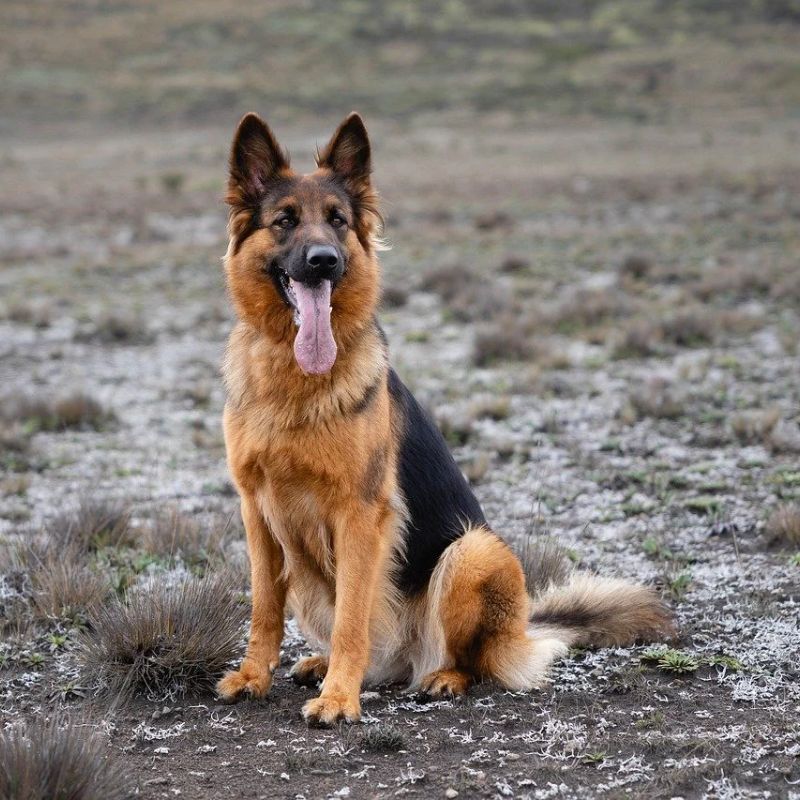 Top 7 Protective Dog Breeds That Make Excellent Guard Dogs