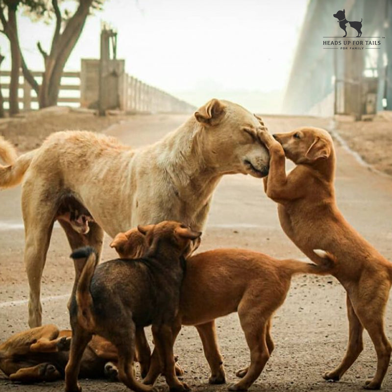 Street puppies with mom