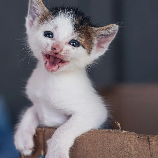 Why Does My Cat Yowl With Toy: Uncover the Surprising Reasons