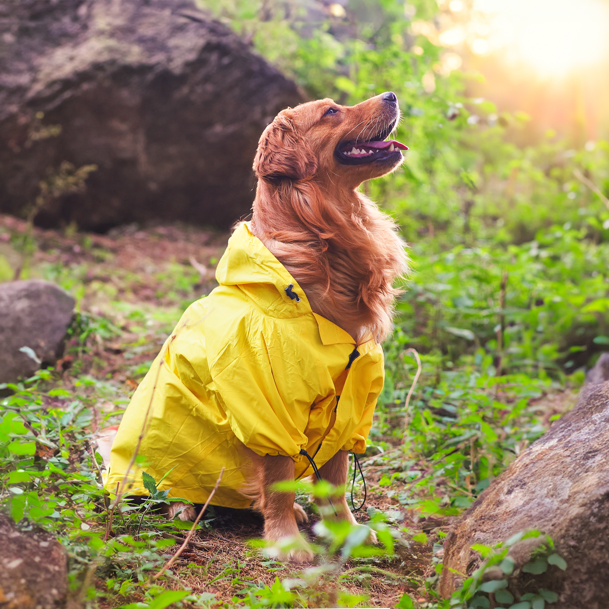 HUFT Magical Mist Raincoats For Dog & Cat - Sunshine Yellow - Heads Up For Tails