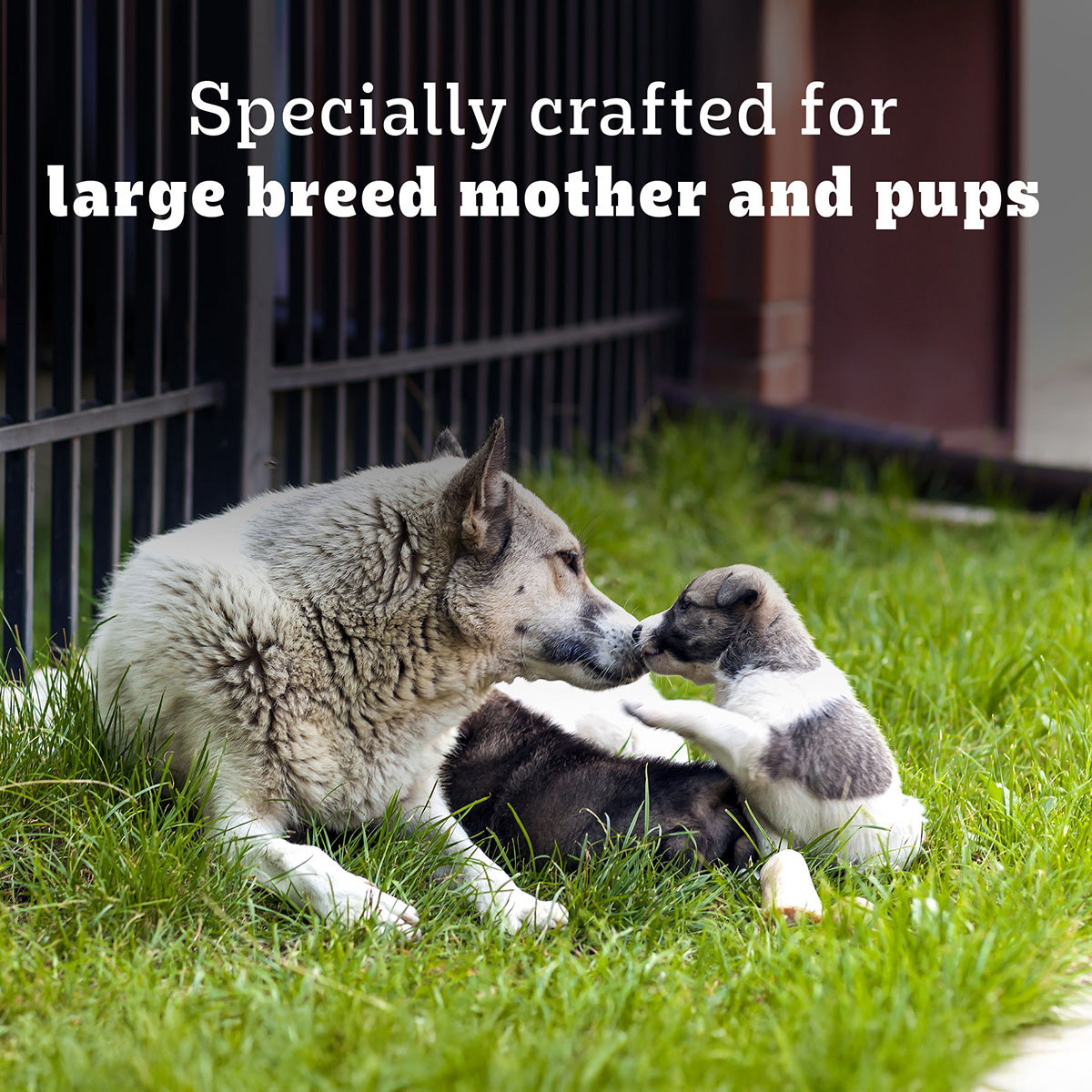 Pedigree PRO Expert Nutrition Lactating/Pregnant Mother & Puppy Starter (3-12 Weeks) Large Breed Dog Dry Food - Heads Up For Tails