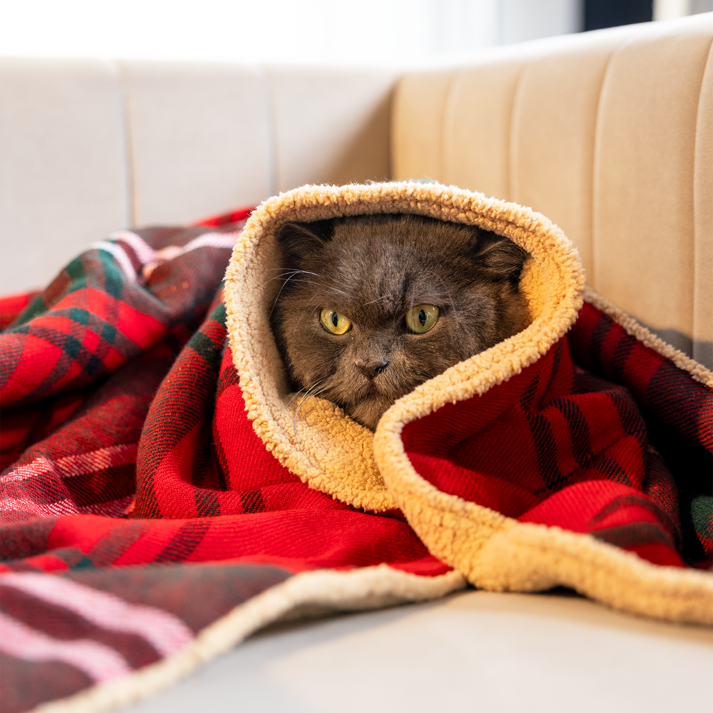 HUFT Holiday Plaid Blanket For Dog & Cat - Red - Heads Up For Tails