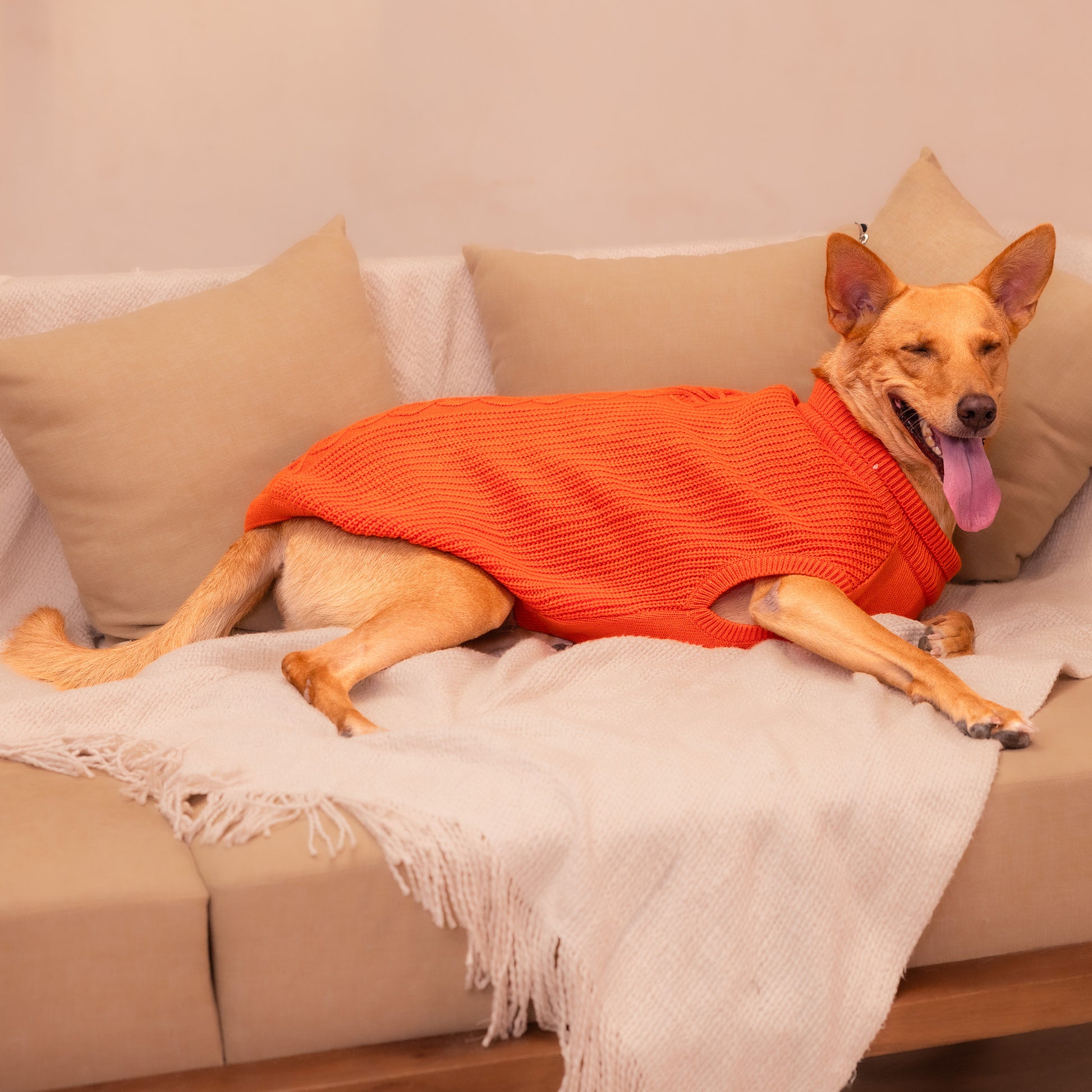 HUFT Winter Spice Sweater For Dog - Orange - Heads Up For Tails
