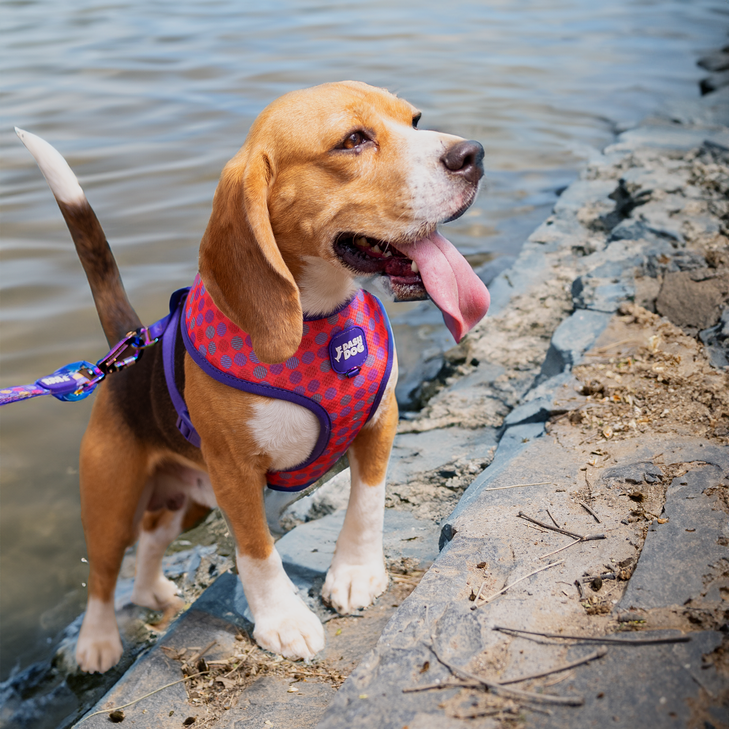 Dash Dog Circle Reversible Harness - Violet & Red - Heads Up For Tails