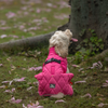 HUFT Starburst Snuggle Jacket For Dog - Pink - Heads Up For Tails