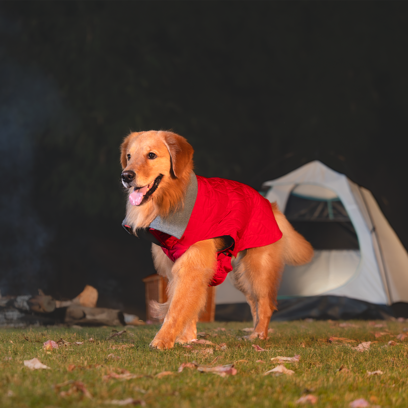 HUFT Charming Cherry Jacket For Big Dog - Red - Heads Up For Tails
