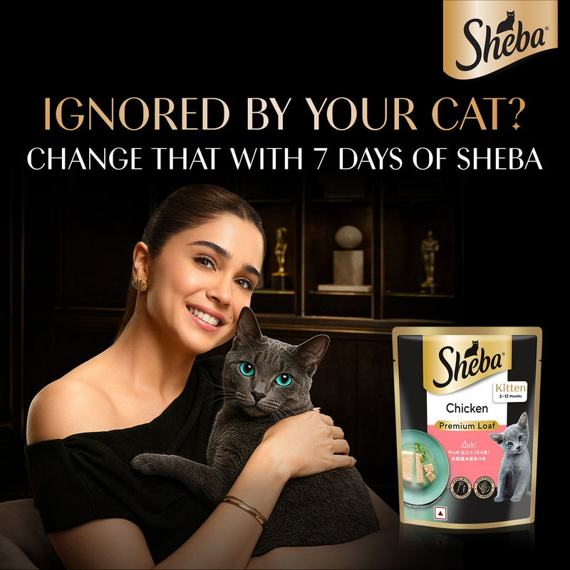 Sheba Chicken Premium Loaf Wet Kitten Food - 70 gm Packs