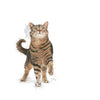 Royal Canin Care Appetite Control Dry Food For Adult Cat - 2 kg - Heads Up For Tails
