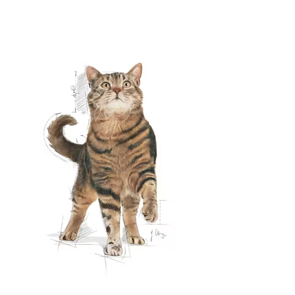 Royal Canin Care Appetite Control Dry Food For Adult Cat - 2 kg - Heads Up For Tails