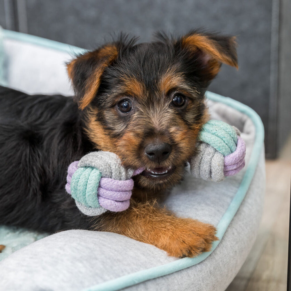 Trixie Junior Dumbbell Rope Toy For Dog - 22 cm - Heads Up For Tails