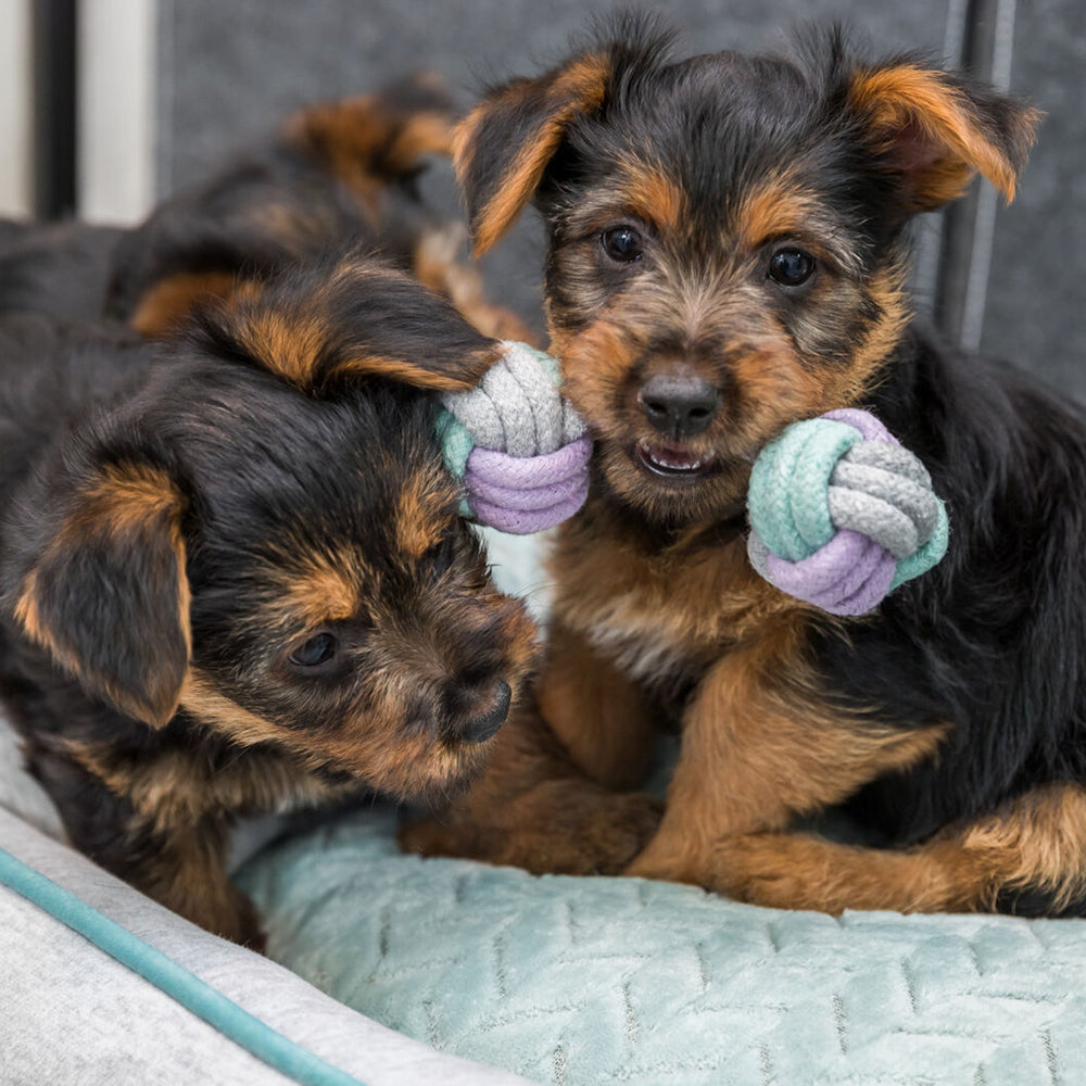 Trixie Junior Dumbbell Rope Toy For Dog - 22 cm - Heads Up For Tails