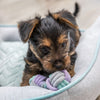 Trixie Junior Dumbbell Rope Toy For Dog - 22 cm - Heads Up For Tails