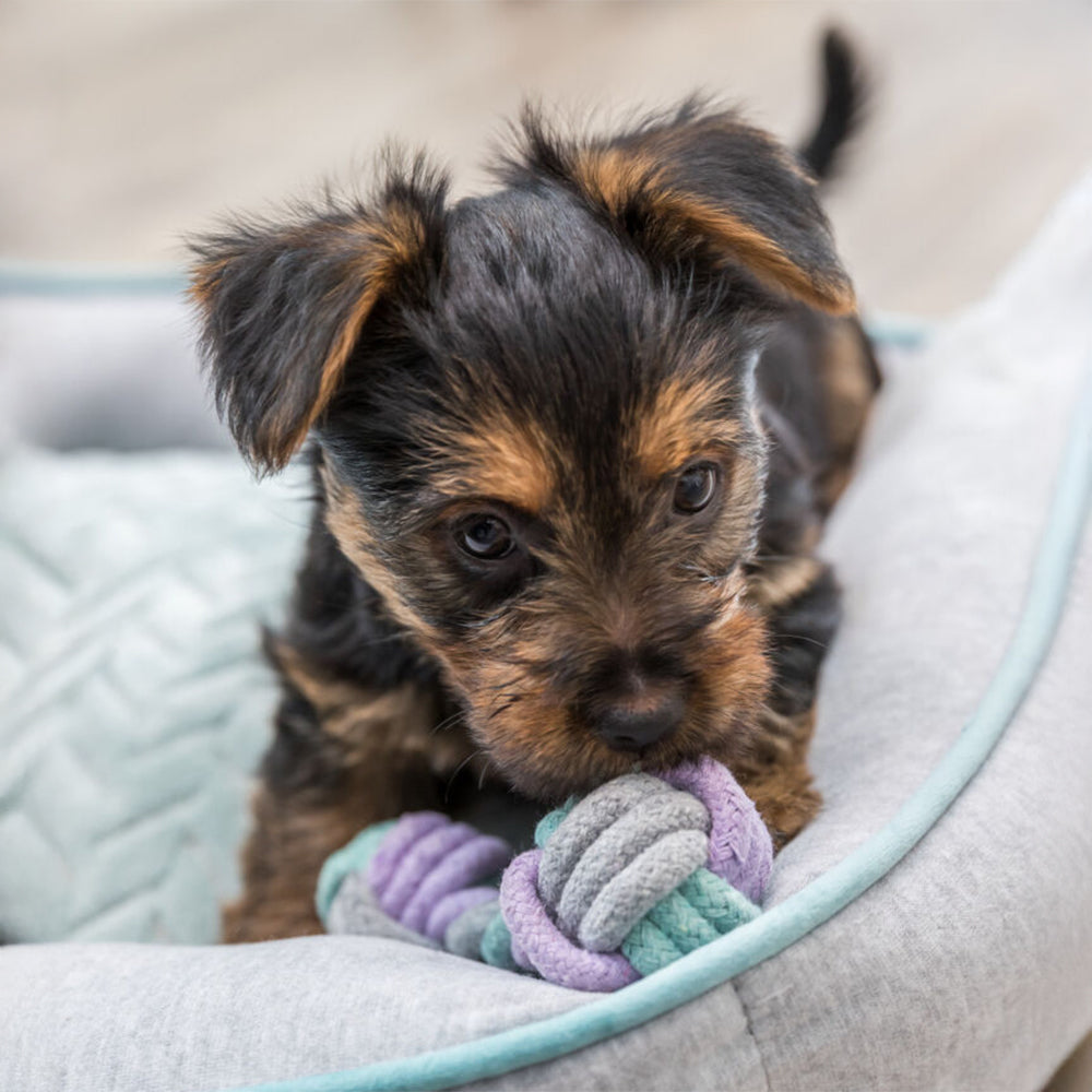 Trixie Junior Dumbbell Rope Toy For Dog - 22 cm - Heads Up For Tails