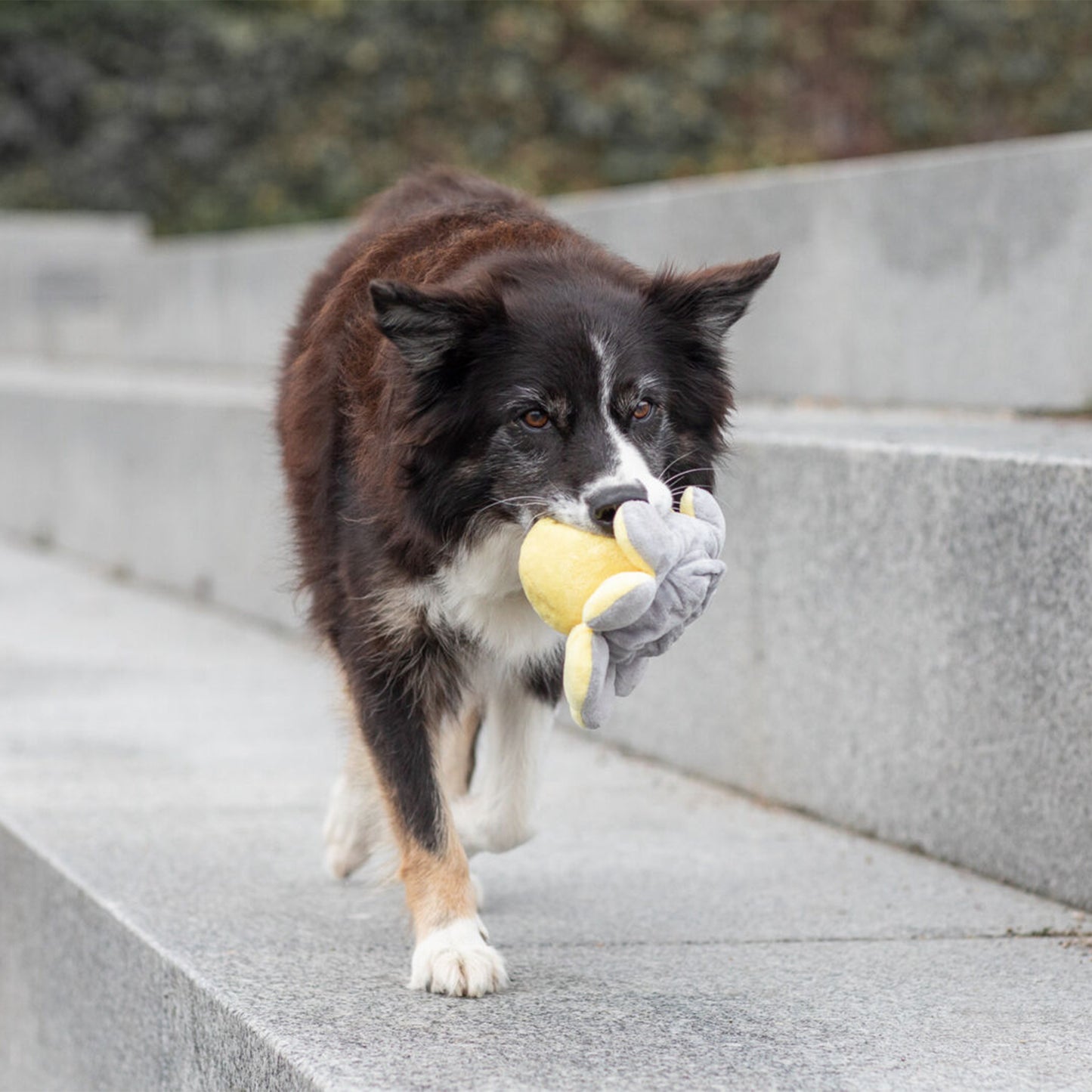 Trixie Reversible Octopus With Sound Plush Dog Toy - Assorted - 19 cm_08