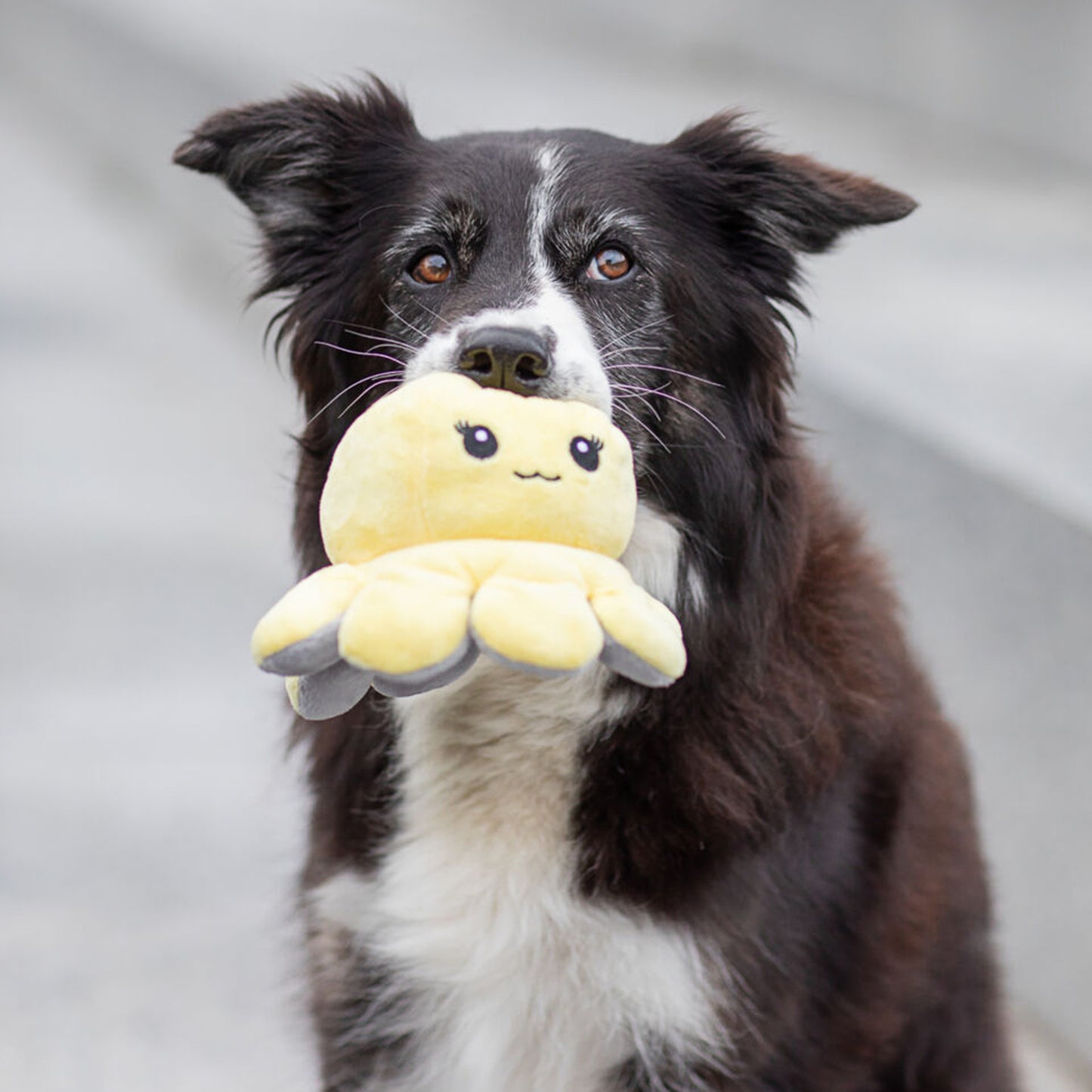 Trixie Reversible Octopus With Sound Plush Dog Toy - Assorted - 19 cm_05