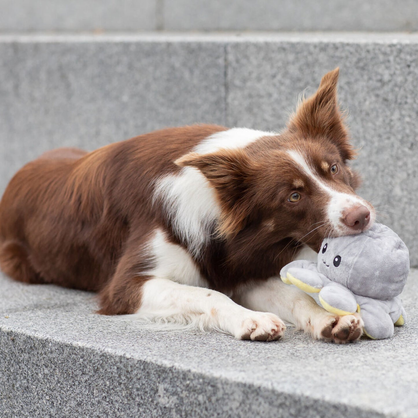 Trixie Reversible Octopus With Sound Plush Dog Toy - Assorted - 19 cm_06