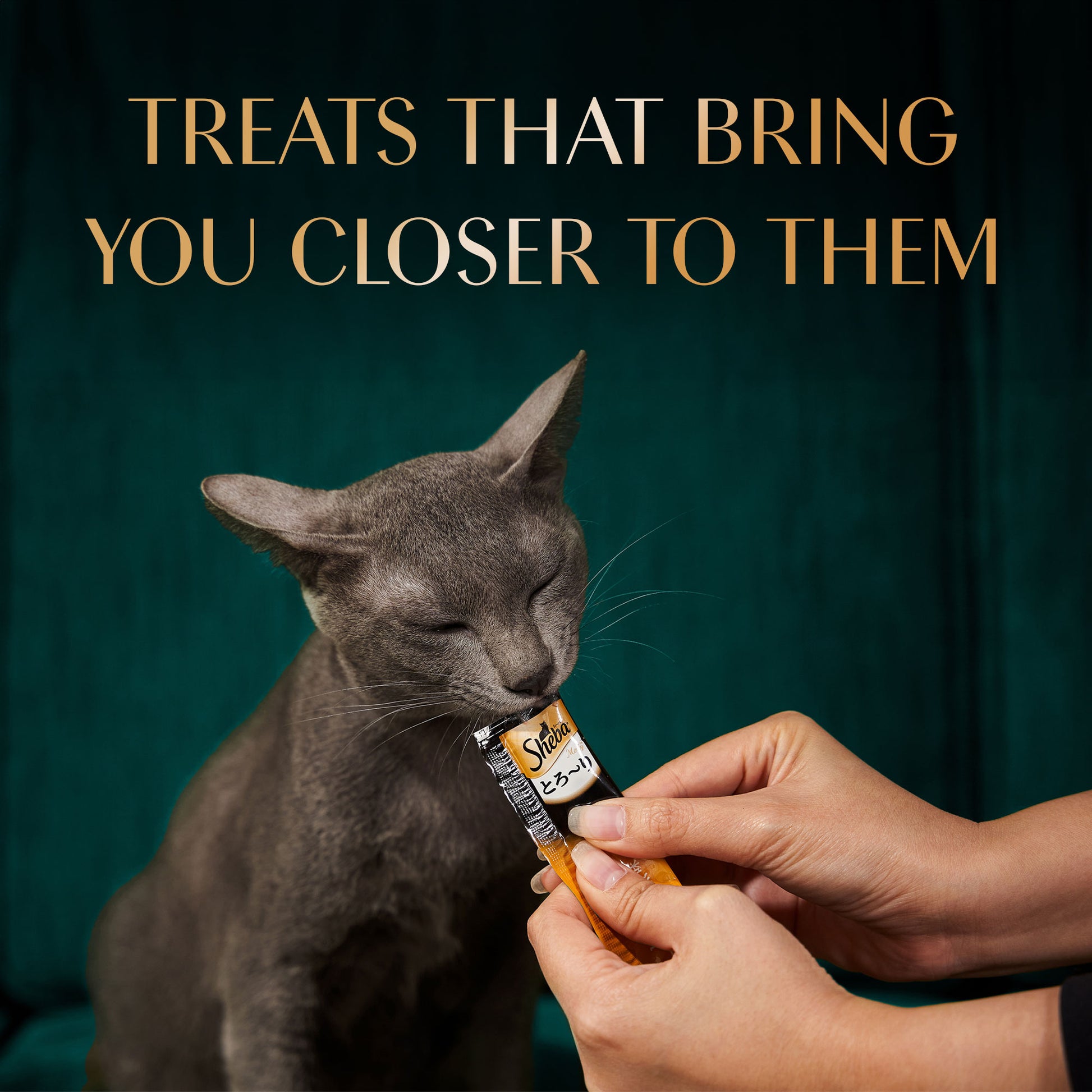 Sheba Melty Sasami Selection Chicken & Chicken & Whitefish Flavors Cat Treats - 240 gm (20 x 12gm) - Heads Up For Tails