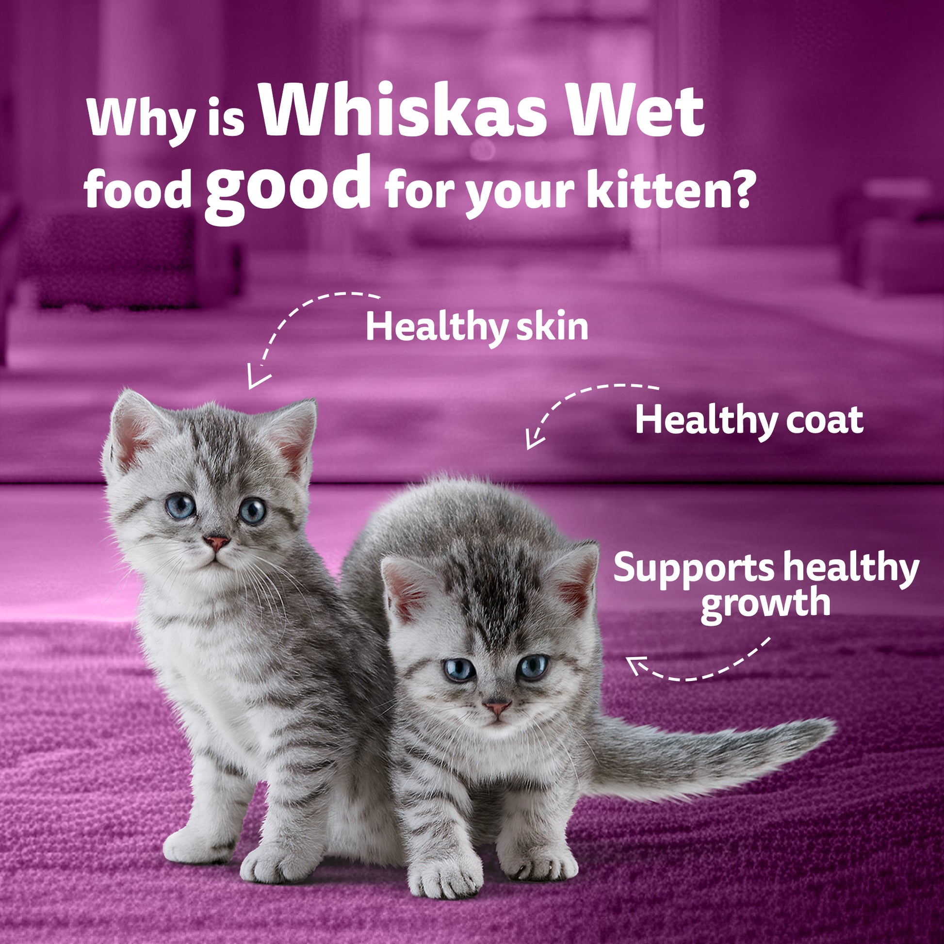 Whiskas Mackerel In Jelly Wet Food For Junior (2-12 Months) Kitten - 80 gm Pack - Heads Up For Tails