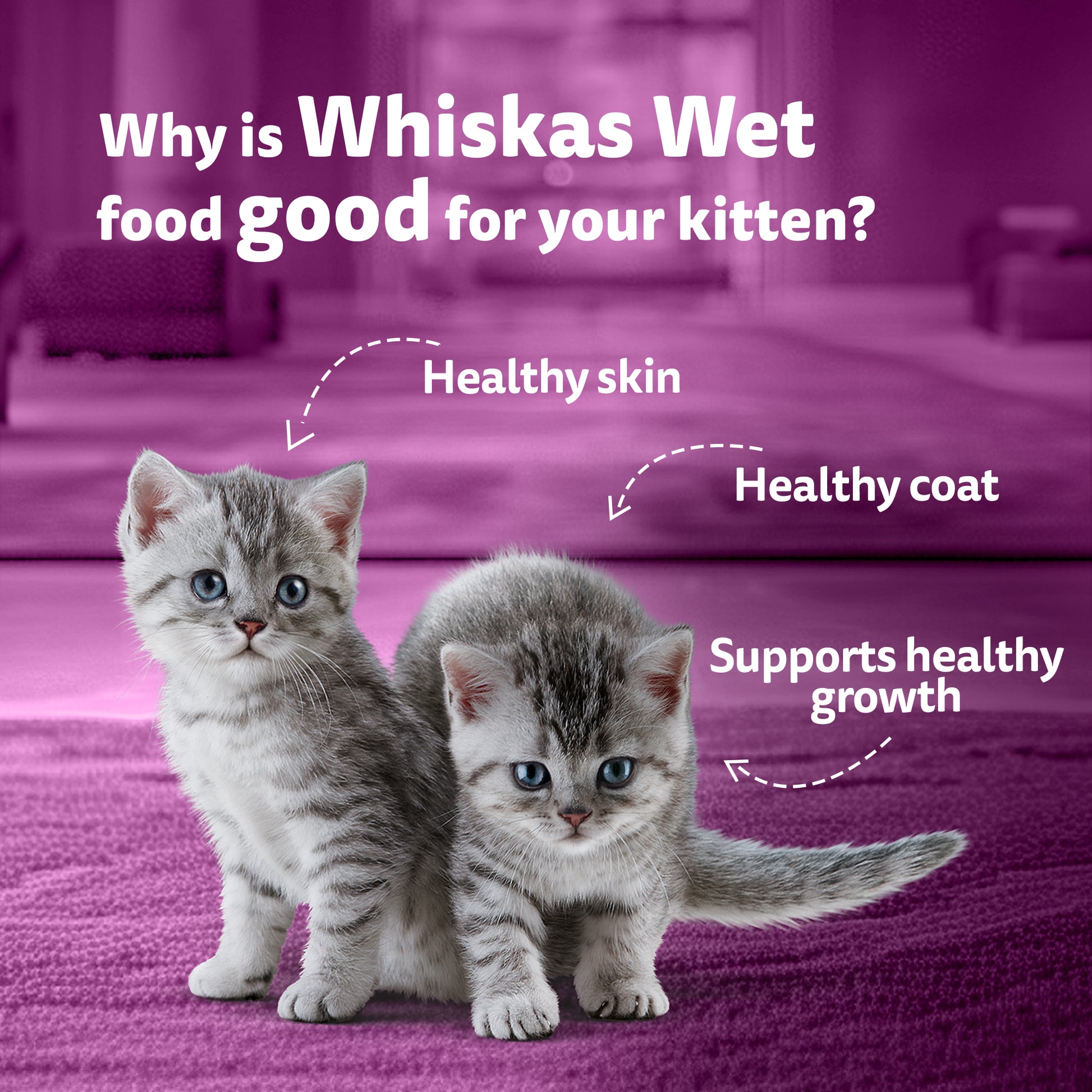 Whiskas Chicken With Salmon In Jelly Wet Food For Junior (2-12 Months) Kitten - 80 gm Pack - Heads Up For Tails