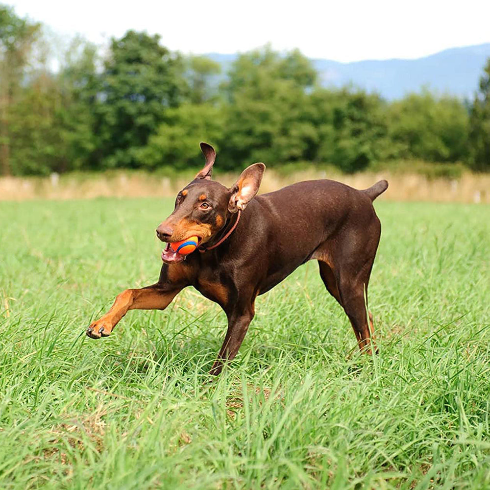 Chuckit! Ultra Ball Dog Toy - Orange & Blue_02