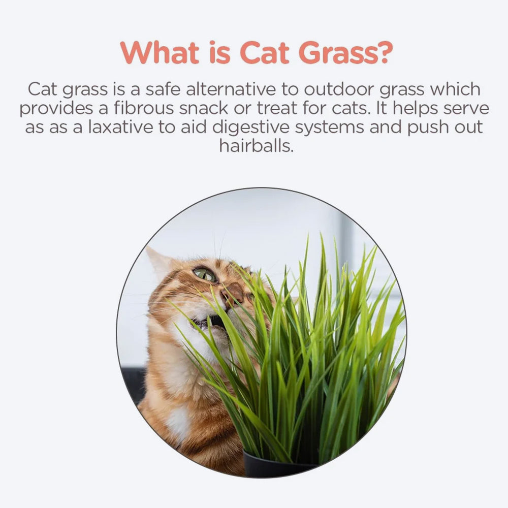 M-Pets Grow Cat Grass Treat with Vitamins - 70 g - Heads Up For Tails