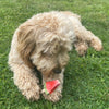 Pup Ice Fruity Lollies Watermelon Ready to Freeze Treat For Adult Dog - 90 gm - Heads Up For Tails