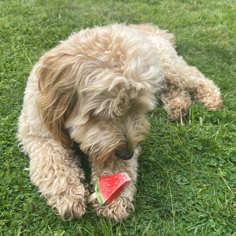 Pup Ice Fruity Lollies Watermelon Ready to Freeze Treat For Adult Dog - 90 gm - Heads Up For Tails