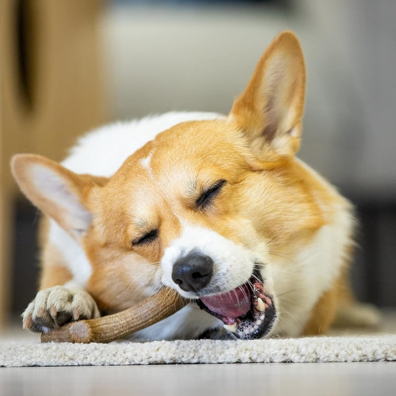 GiGwi Wooden Antler Strong Chew Toy For Dog - Brown - Heads Up For Tails