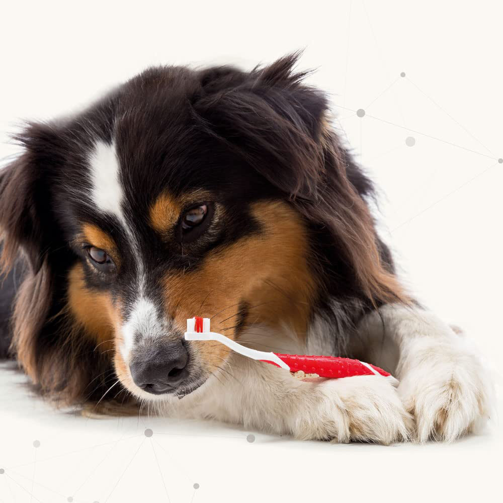 Beaphar Toothpaste For Dogs & Cats- 100 gm - Heads Up For Tails