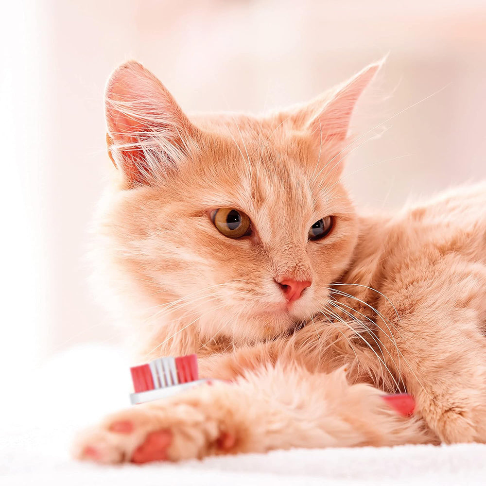 Beaphar Toothpaste For Dogs & Cats- 100 gm - Heads Up For Tails