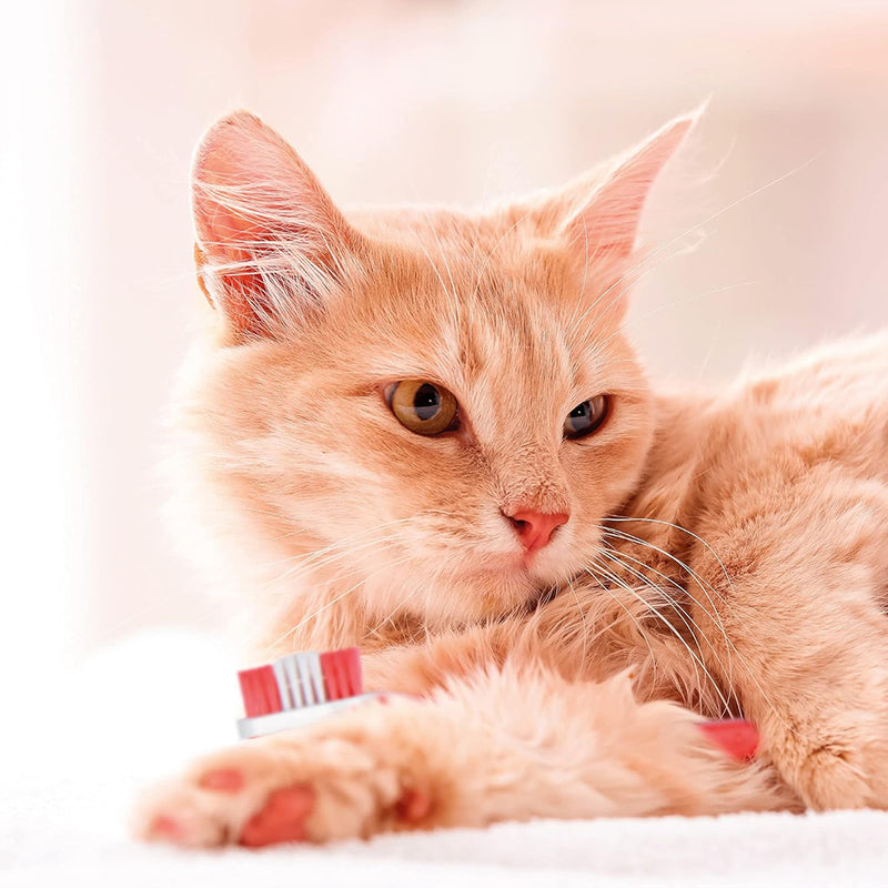 Beaphar Toothpaste For Dogs & Cats- 100 gm - Heads Up For Tails