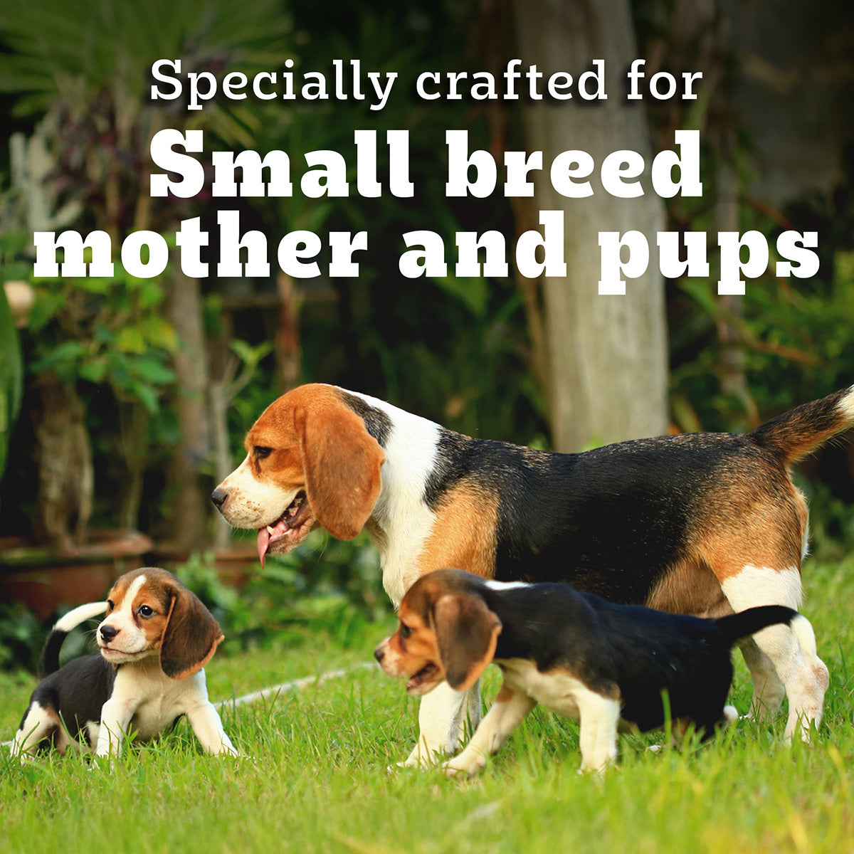 Pedigree PRO Expert Nutrition Lactating/Pregnant Mother & Puppy Starter (3-12 Weeks) Small Breed Dog Dry Food - Heads Up For Tails