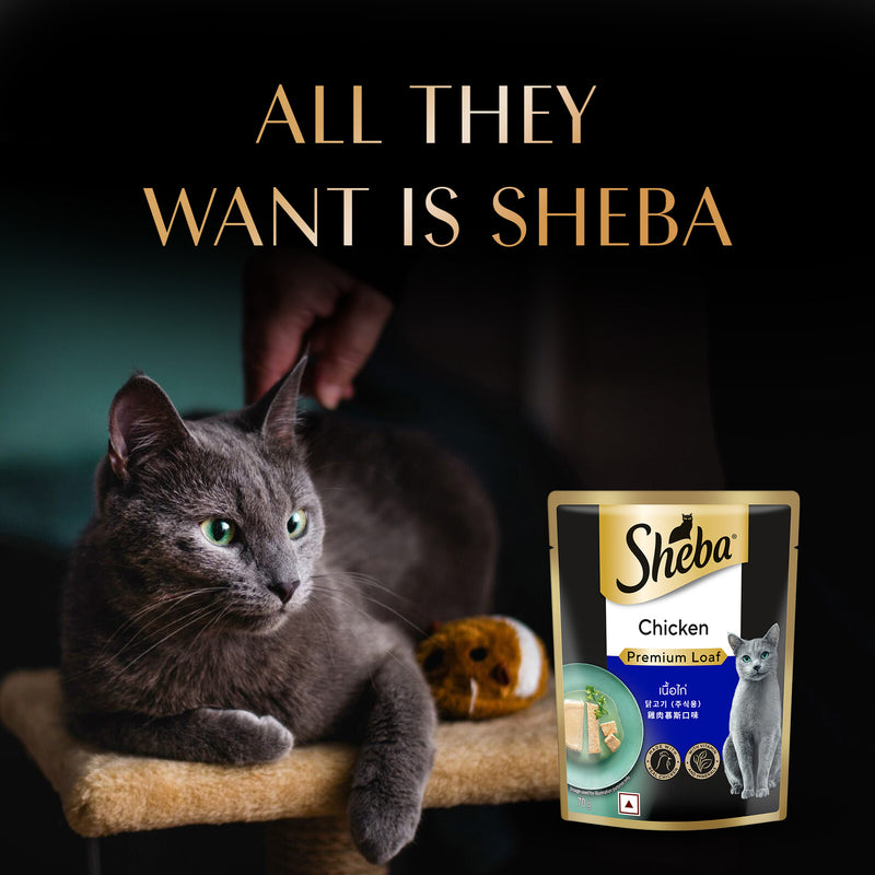 Sheba Rich Chicken Premium Loaf Adult Wet Cat Food - 70 gm Packs