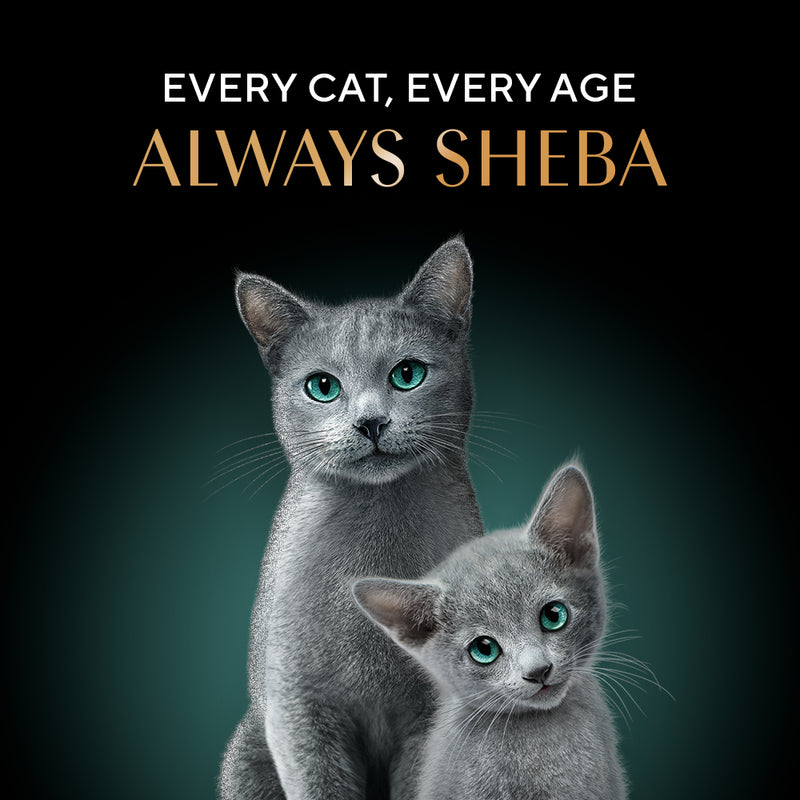 Sheba Deluxe Premium (1+ Years) Tuna Flakes & Salmon In Gravy Adult Cat Wet Food - 85 gm - Pack