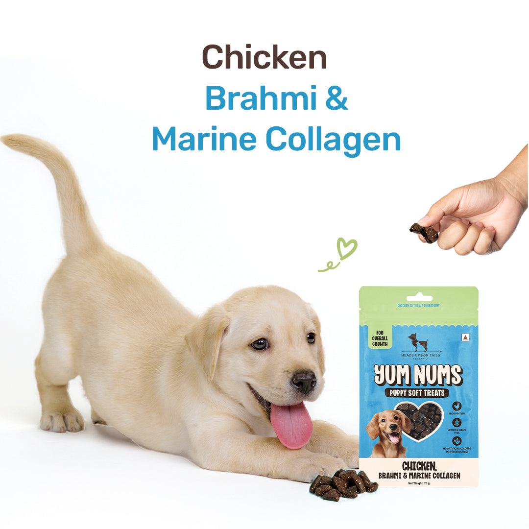 HUFT Yum Nums Chicken, Brahmi & Marine Collagen Soft Treat For Puppy - 70 gm - Heads Up For Tails