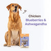 HUFT Yum Nums Senior Dog Treats Soft & Chewy Sticks Blueberries & Ashwagandha With Chicken - 70 gm - Heads Up For Tails