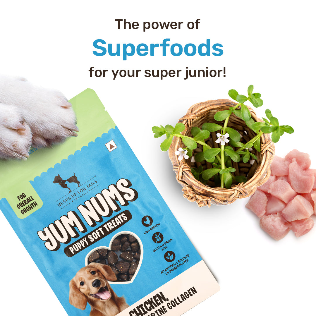 HUFT Yum Nums Chicken, Brahmi & Marine Collagen Soft Treat For Puppy - 70 gm - Heads Up For Tails