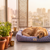 HUFT Jaipuri Phool Lounger Dog Bed - Blue & Pink