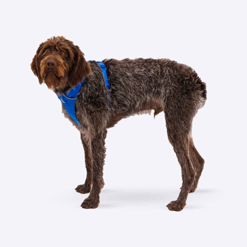 Ruffwear Front Range Dog Harness - Blue Pool - Heads Up For Tails