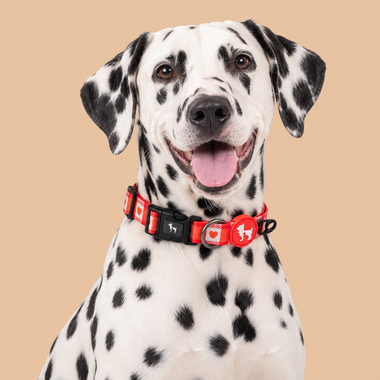 HUFT Berry Love Collar For Dog - Red