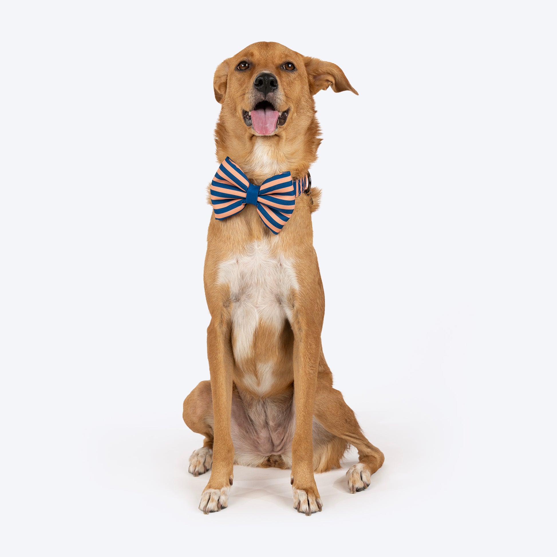HUFT Personalised Happy Stripes Collar With Bow Tie For Dog - Navy & Peach - Heads Up For Tails